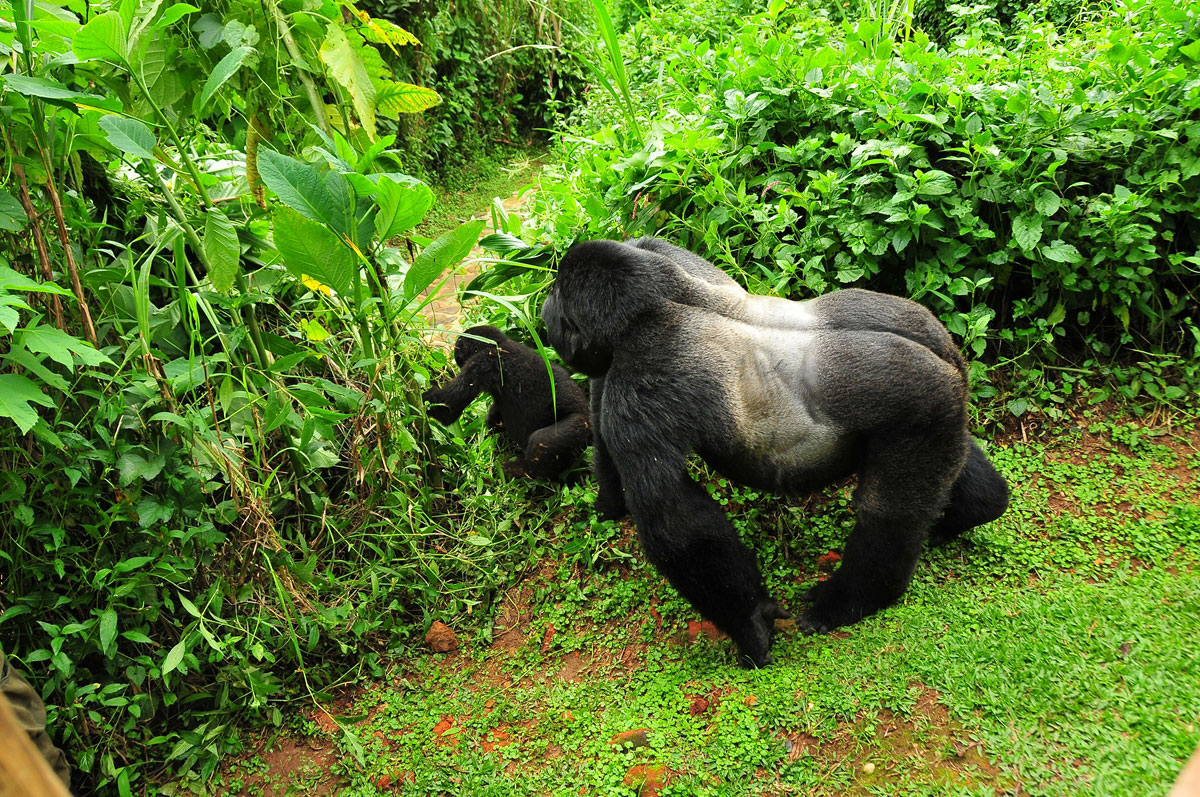 Bwindi-Rushegura-gorilla-family-MWIRIMA-SILVERBACK-1
